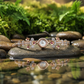 Rose Gold Floral Bracelet Watch for Women | Stylish Crystal Watch for Girls